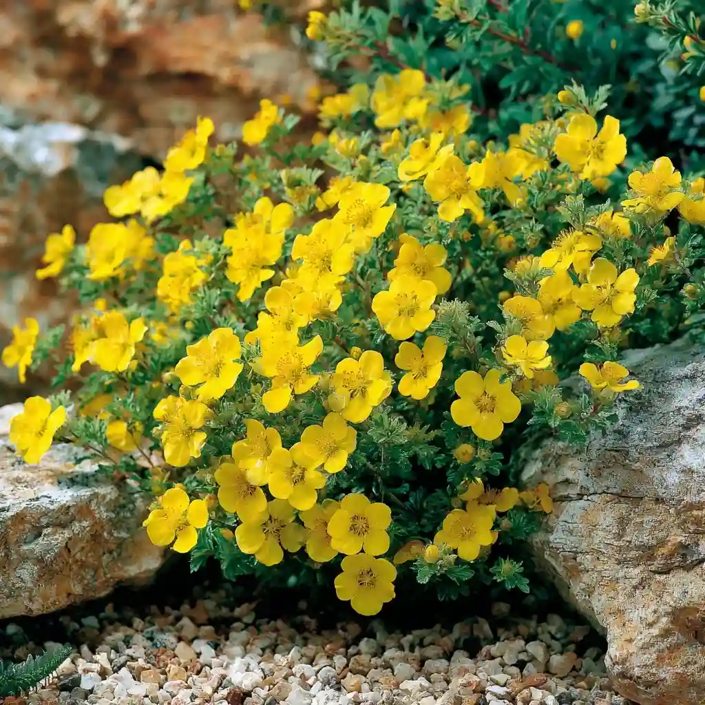 Potentilla (Potentilla fruticosa)