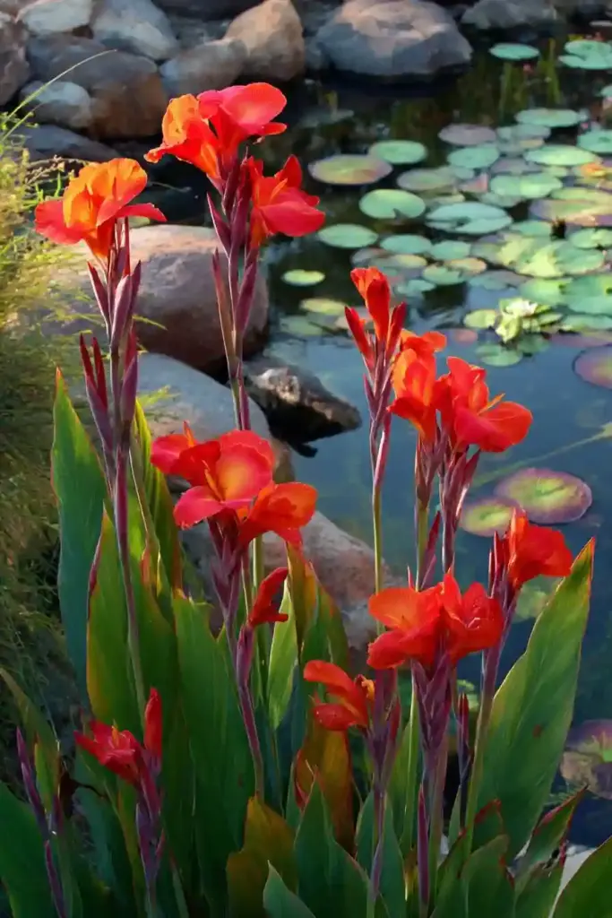 Water Garden Additions