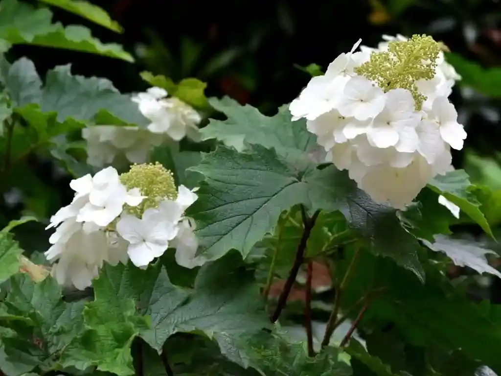 Hydrangea quercifolia ‘Snow Queen