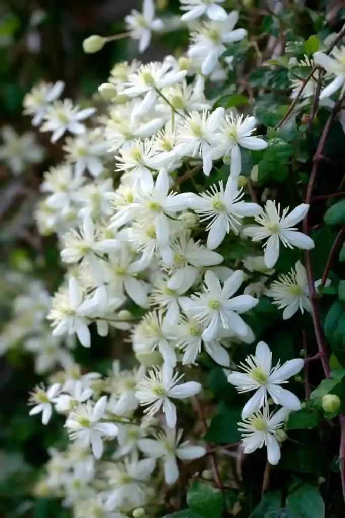 Sweet Summer Love Clematis