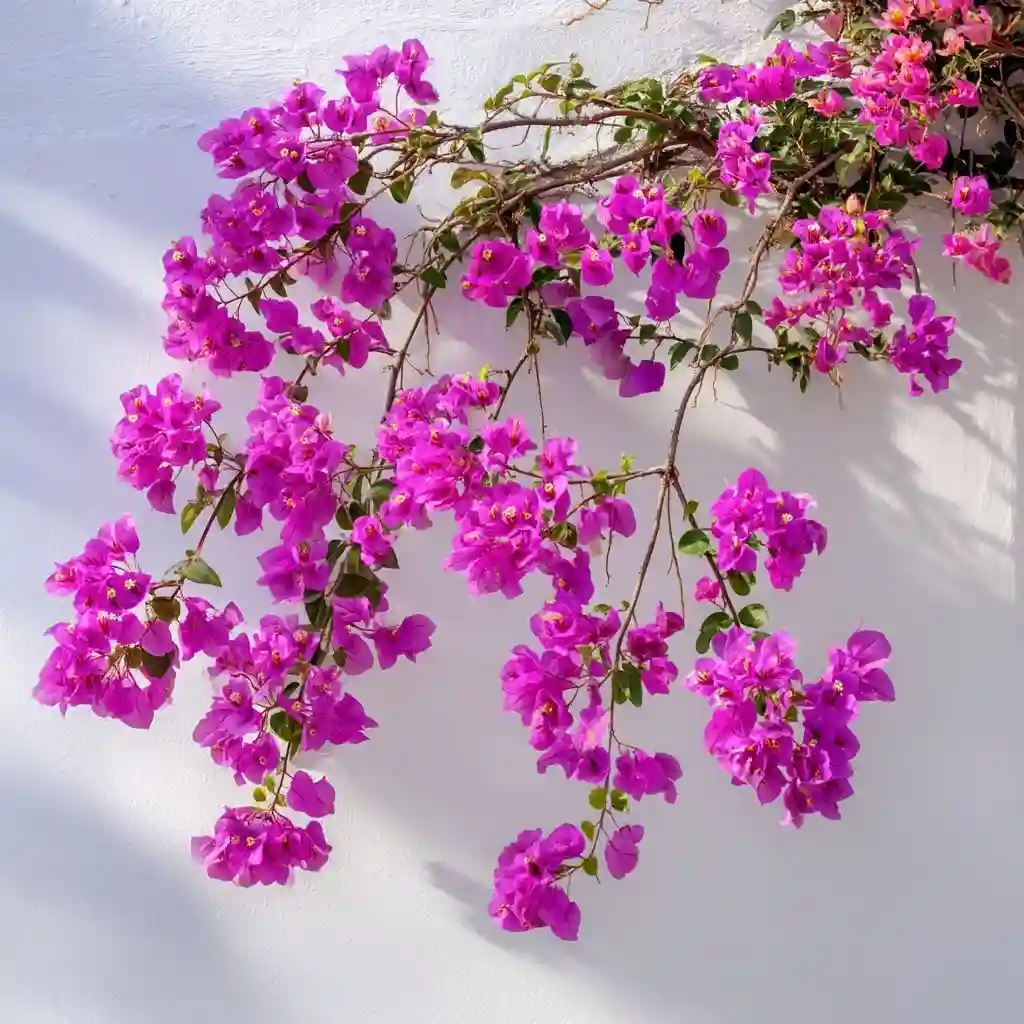 Bougainvillea 