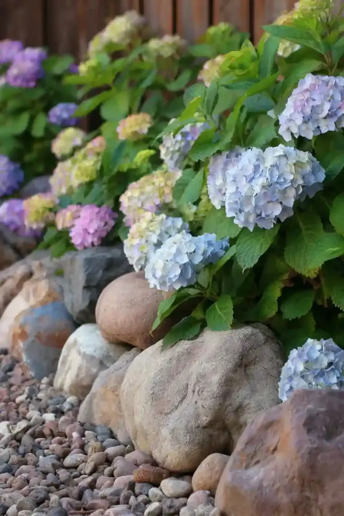 Hydrangeas in a Rock Garden