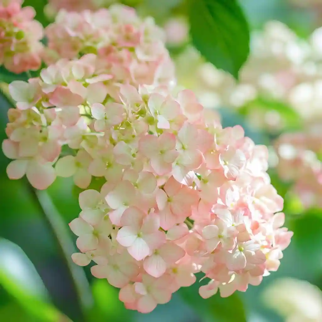 Hydrangea quercifolia ‘Snowflake