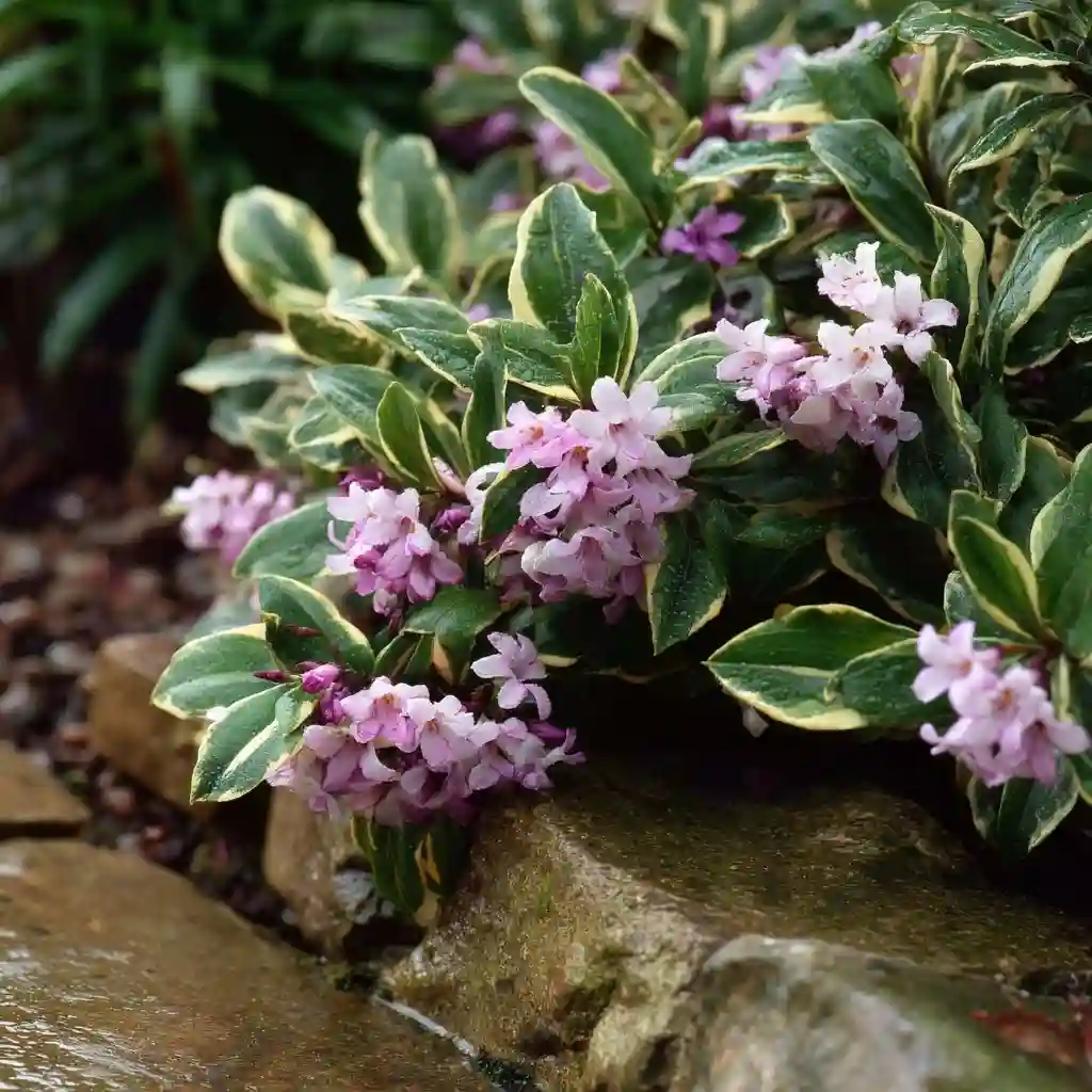 Daphne (Daphne odora)