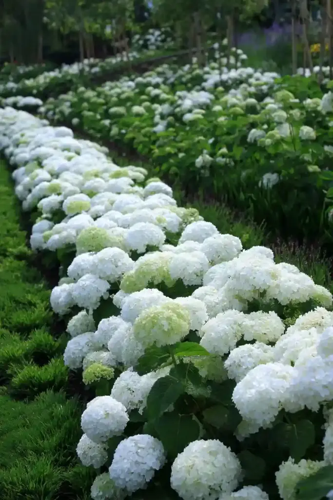 Monochromatic Hydrangea Garden