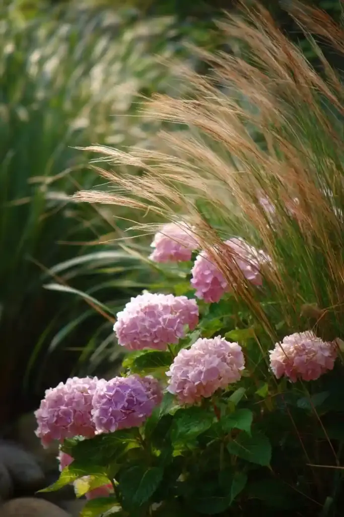 Hydrangeas with Ornamental Grasses