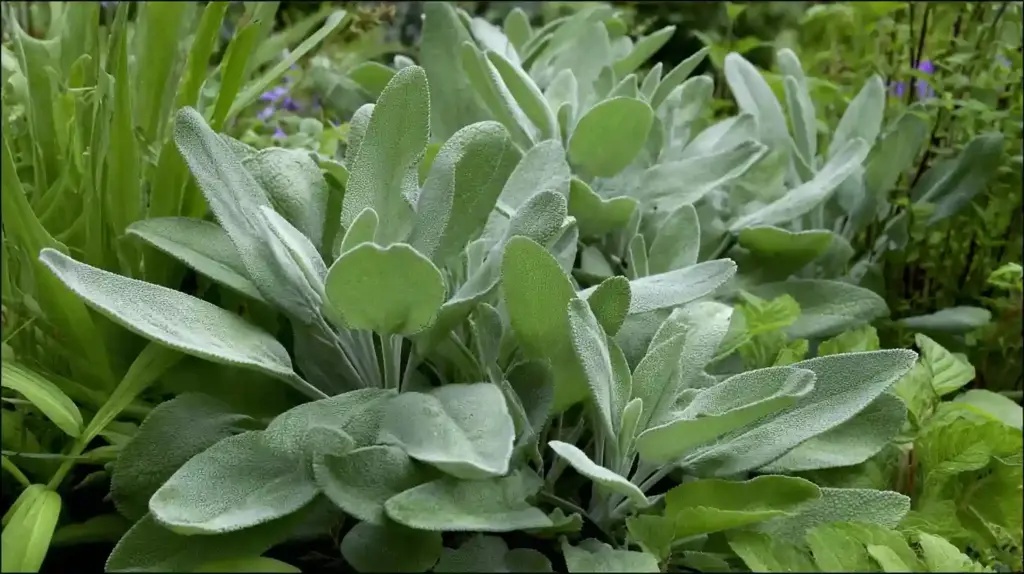 tachys byzantina