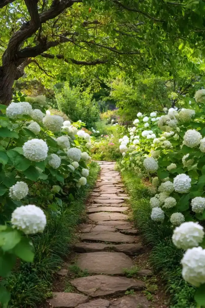 Hydrangeas Flanking a Pathway
