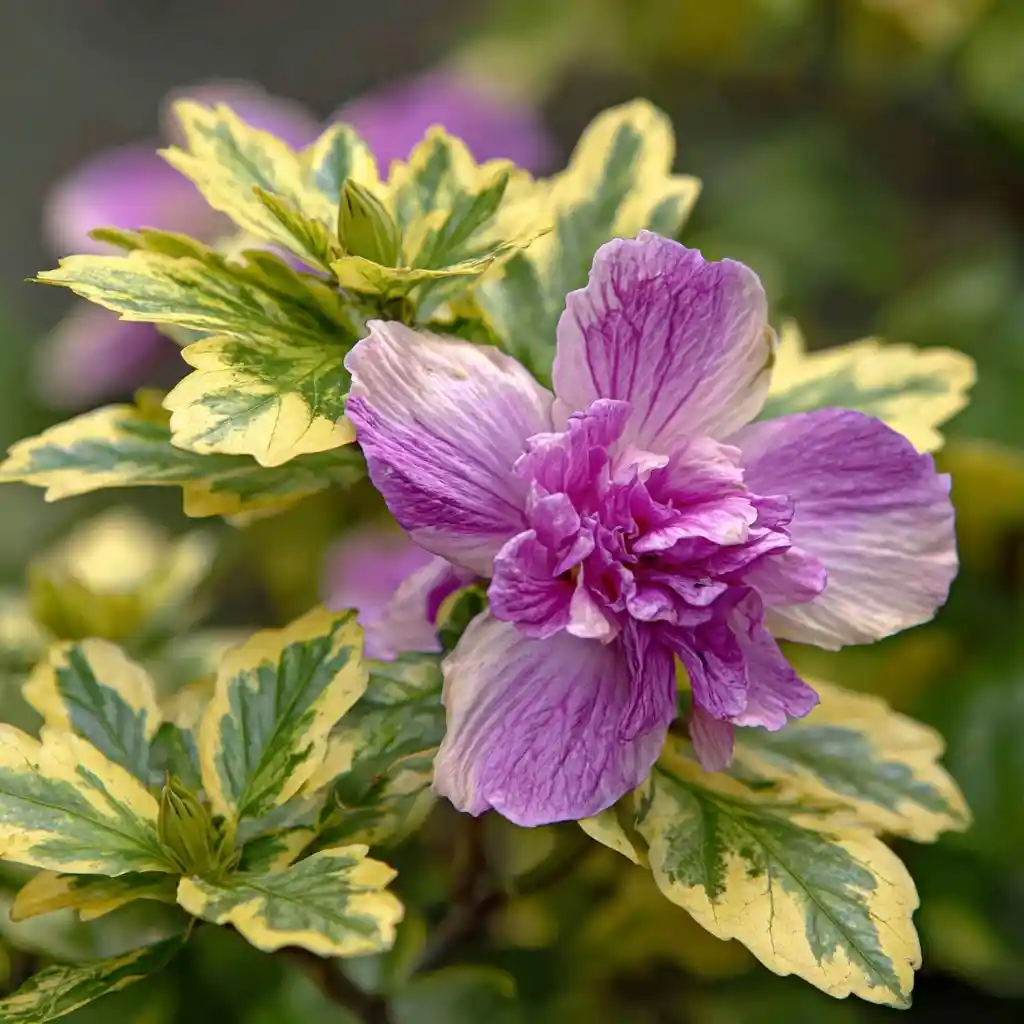 Rose of Sharon