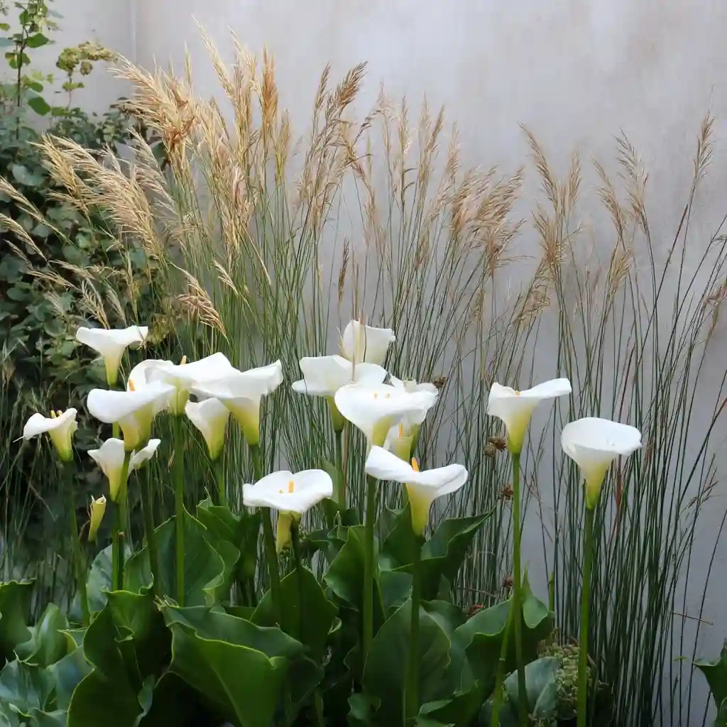 Elegant White Calla Lily Garden Design