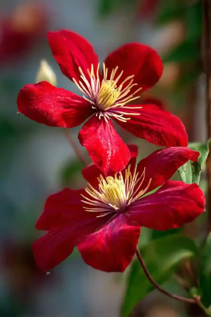 Rebecca Clematis