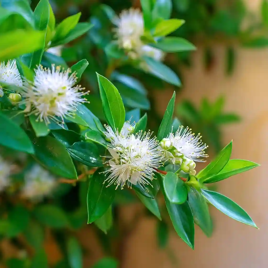  Common Myrtle 