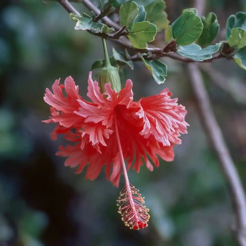 Coral Hibiscus