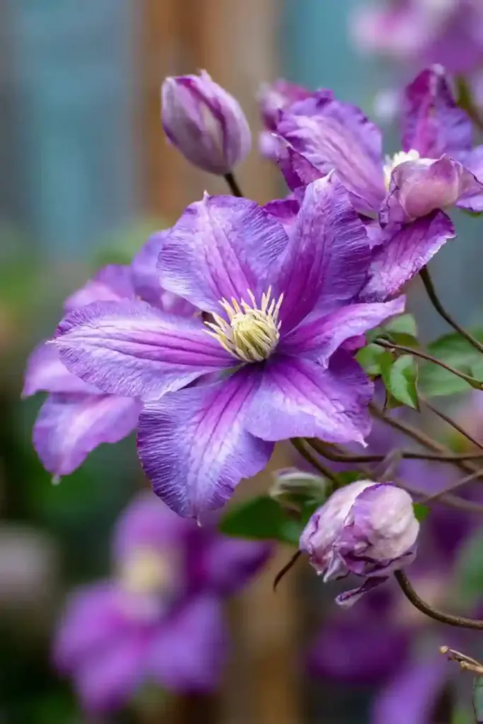 Bijou Clematis
