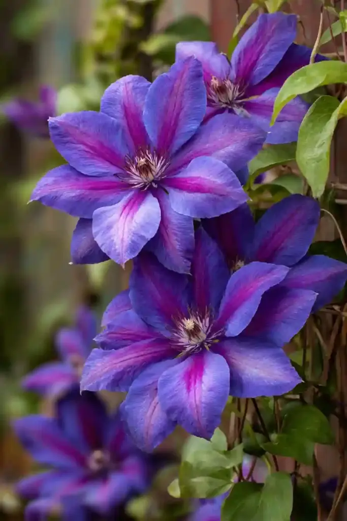 Clematis Fireworks