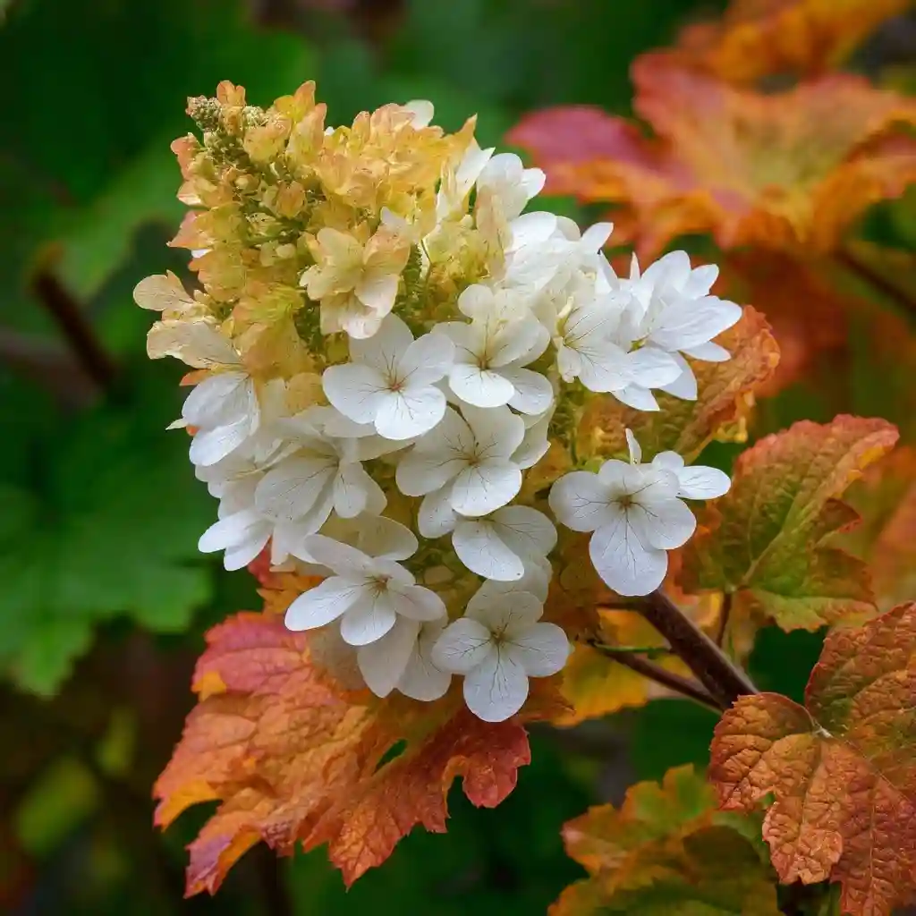 Hydrangea quercifolia