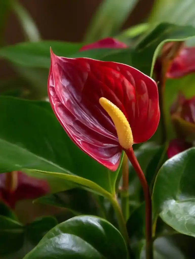 Anthurium Houseplants