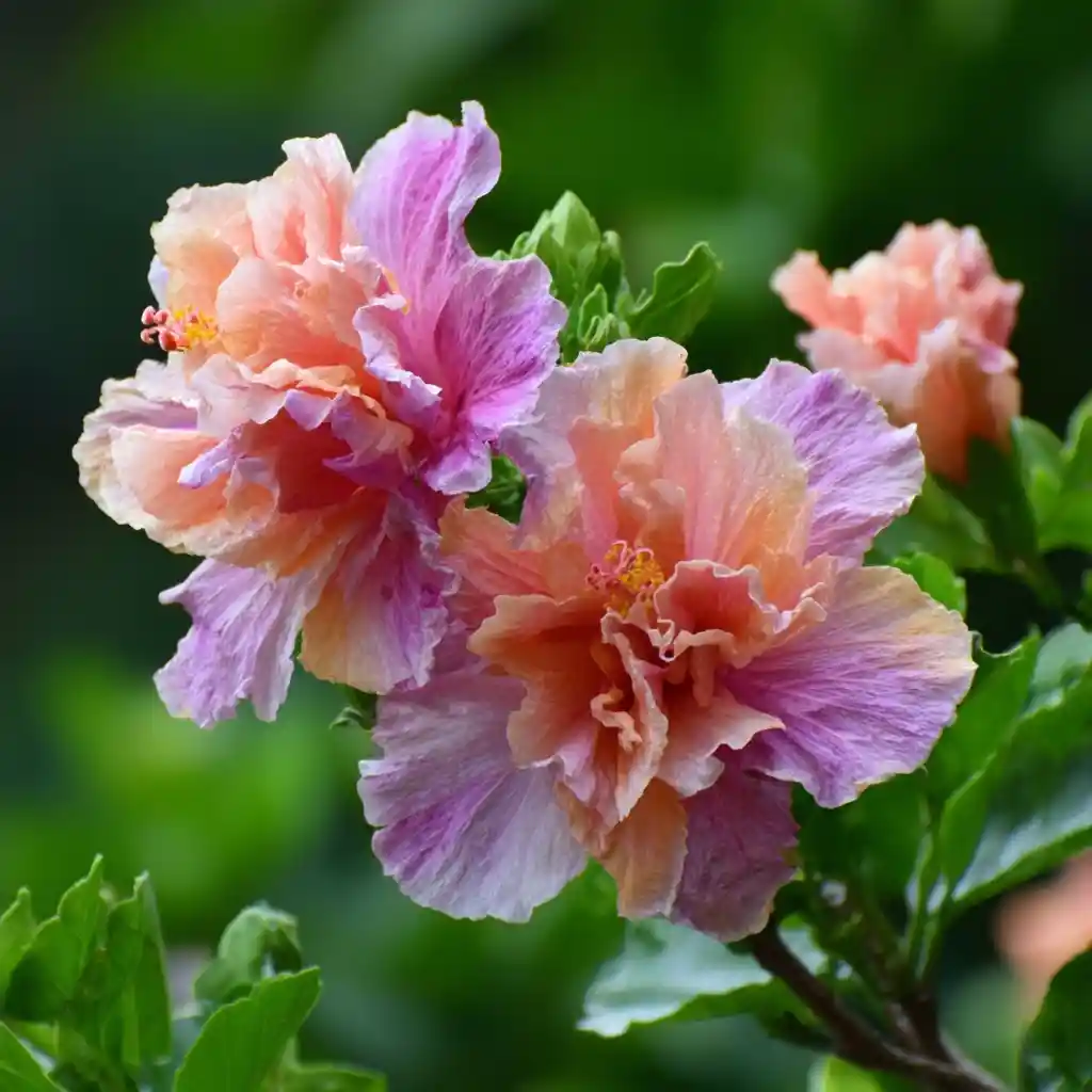  Hibiscus 'Queen of Dreams'