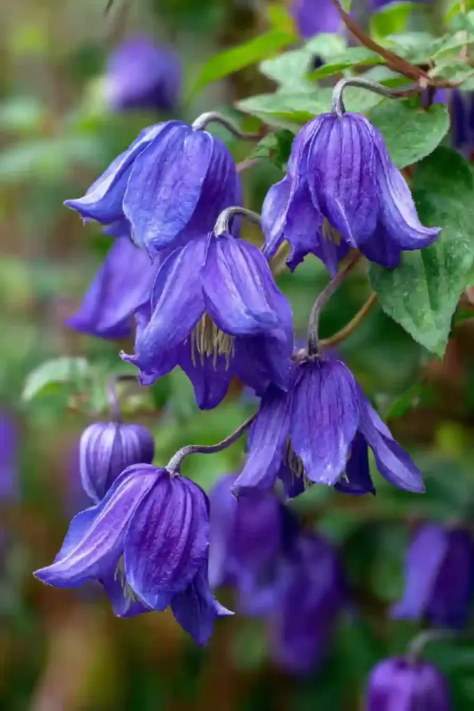  Roguchi Clematis