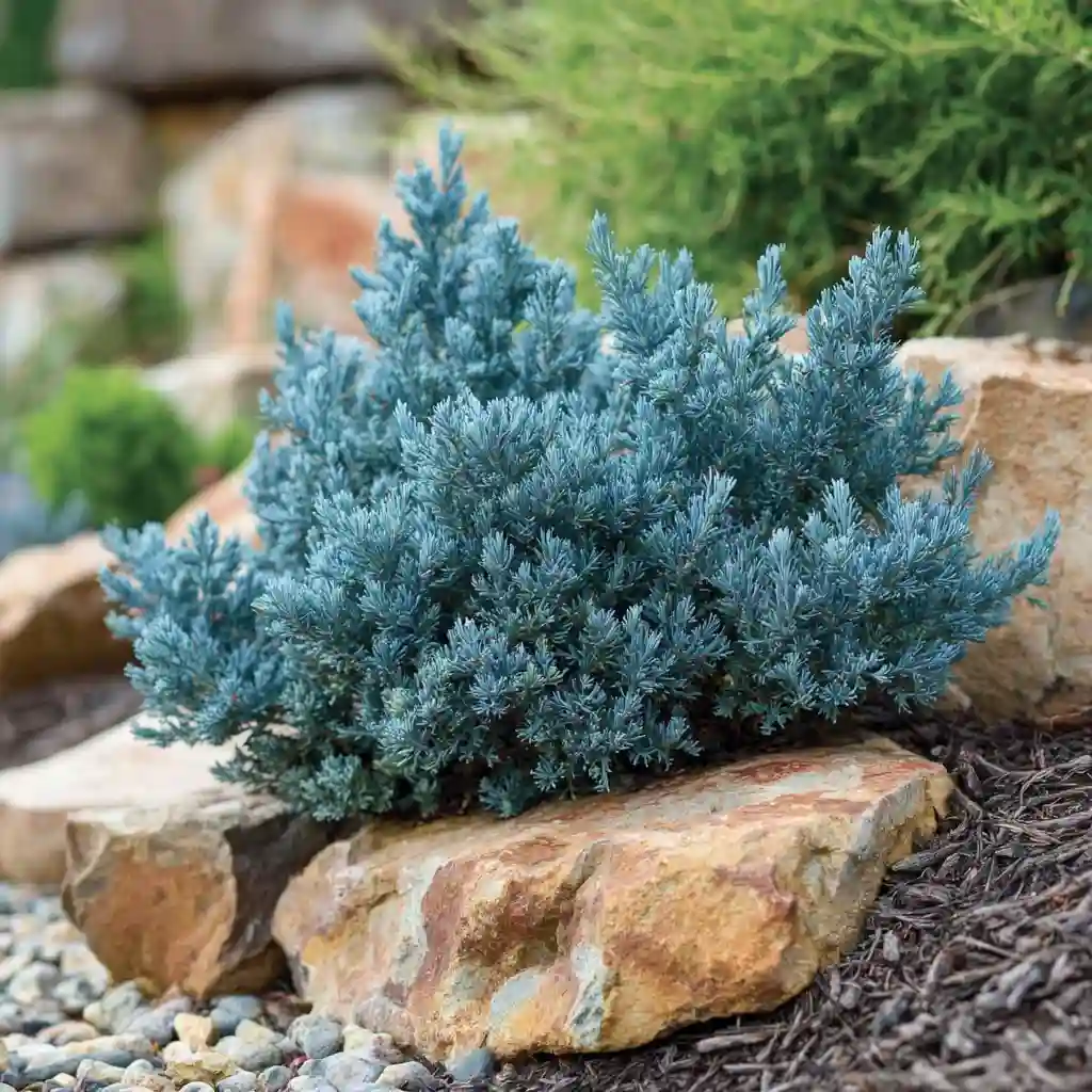 Blue Star Juniper (Juniperus squamata ‘Blue Star’)