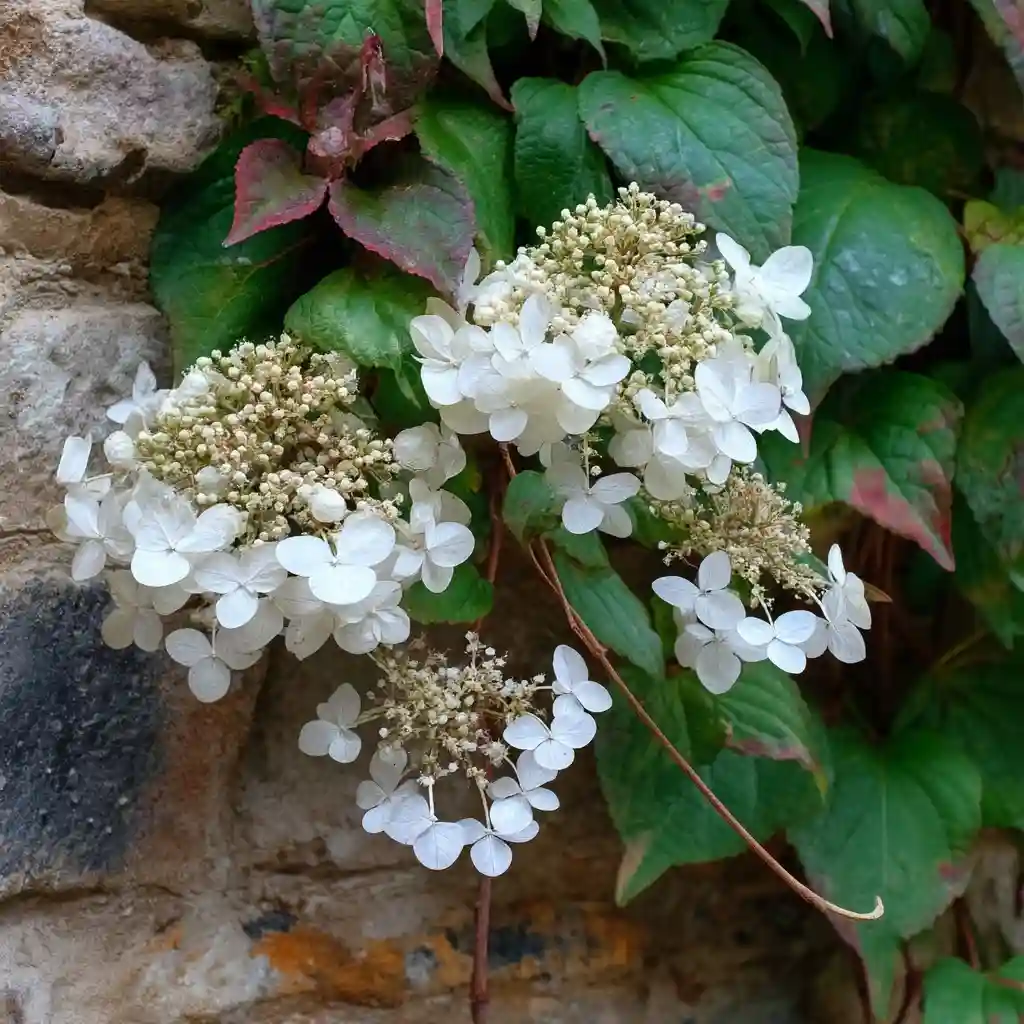 Hydrangea anomala subsp. petiolaris
