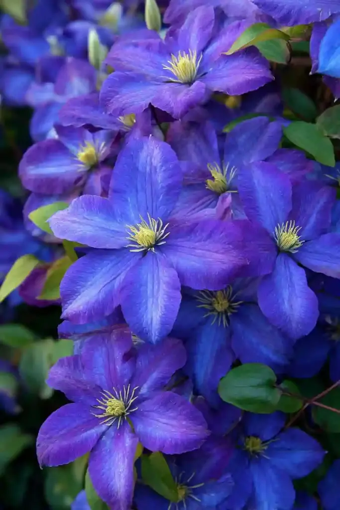 Sapphire Indigo™ Clematis