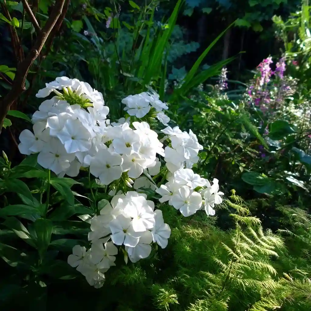 Serene White Phlox and Lush Greenery