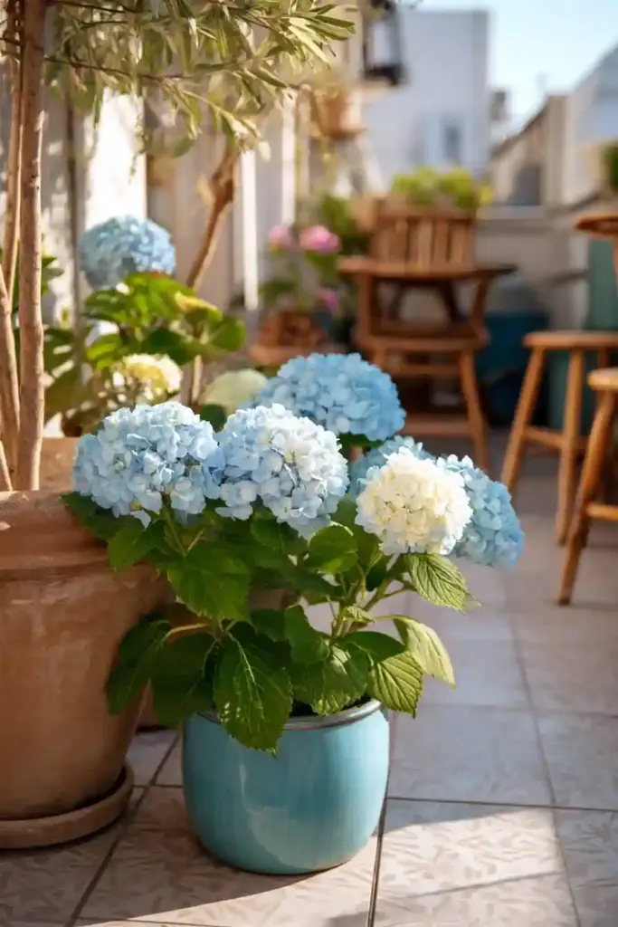 Potted Hydrangeas on a Patio