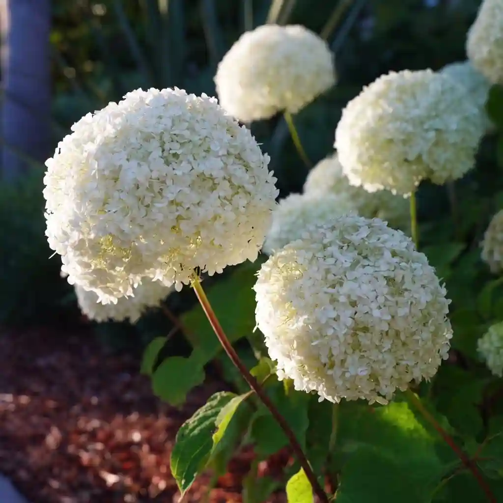 Hydrangea arborescens ‘Incrediball’