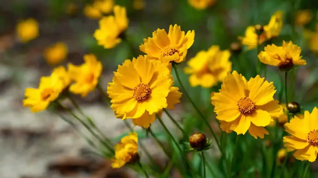 Coreopsis 