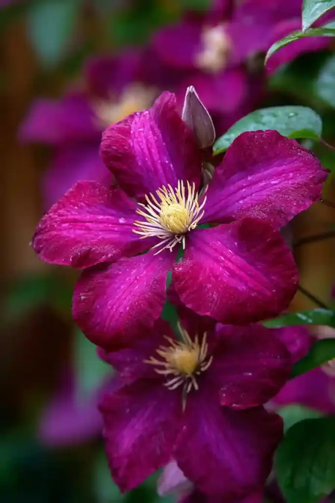 Warsaw Nike Clematis