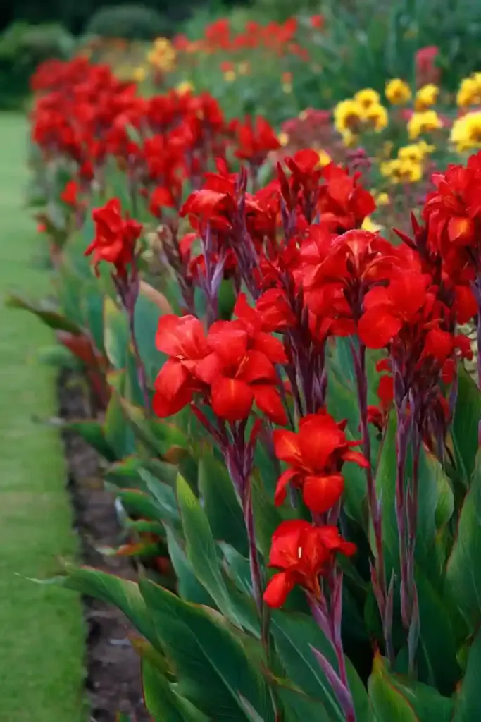 Bold Borders