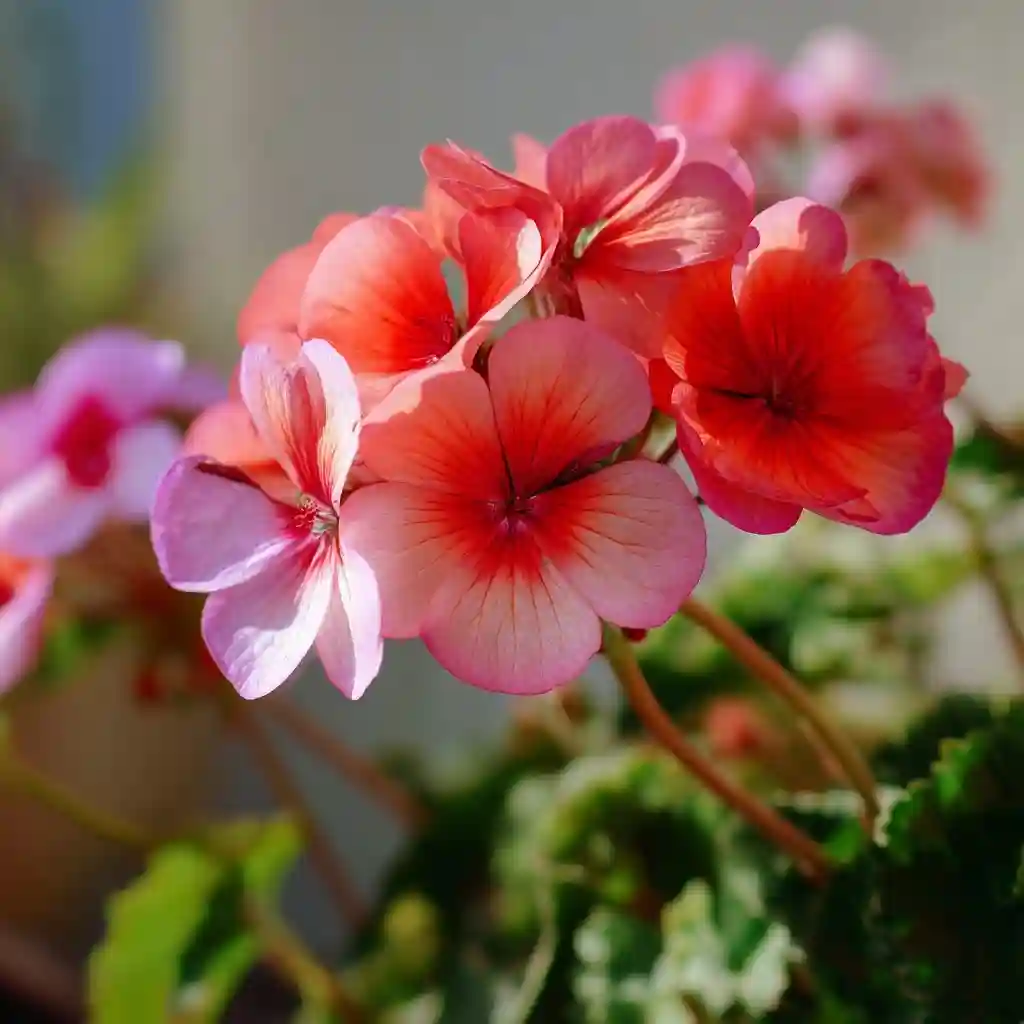 Geranium 