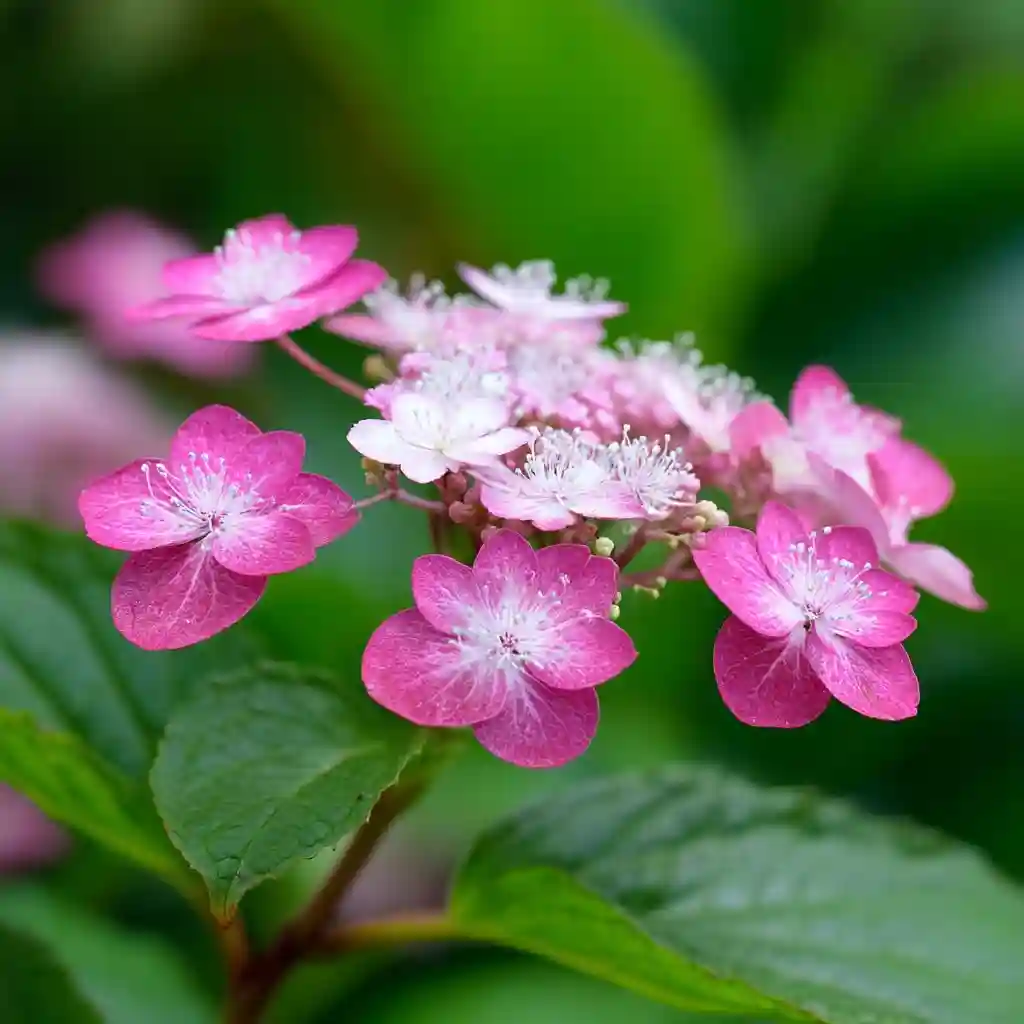 Hydrangea serrata ‘Beni-Gaku’