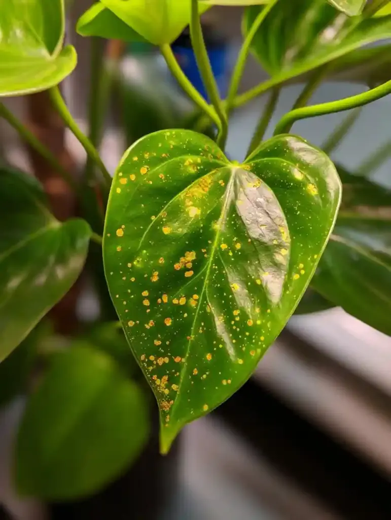 Flamingo Plant Common Pests and Diseases