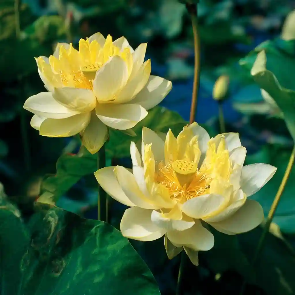 How to Grow and Care for Lotus Flowers