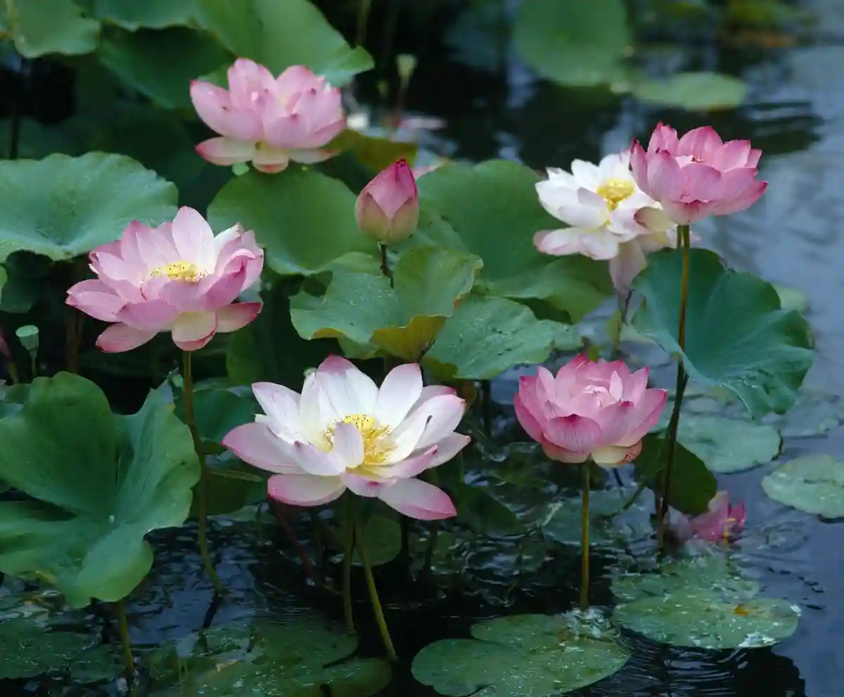 16 Best Shrubs For Front of House to Boost Your Curb Appeal 96 How to Grow and Care for Lotus Flowers