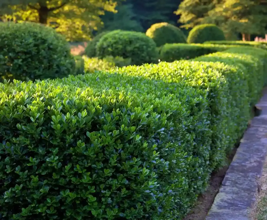 Low Growing Shrubs for Front of House