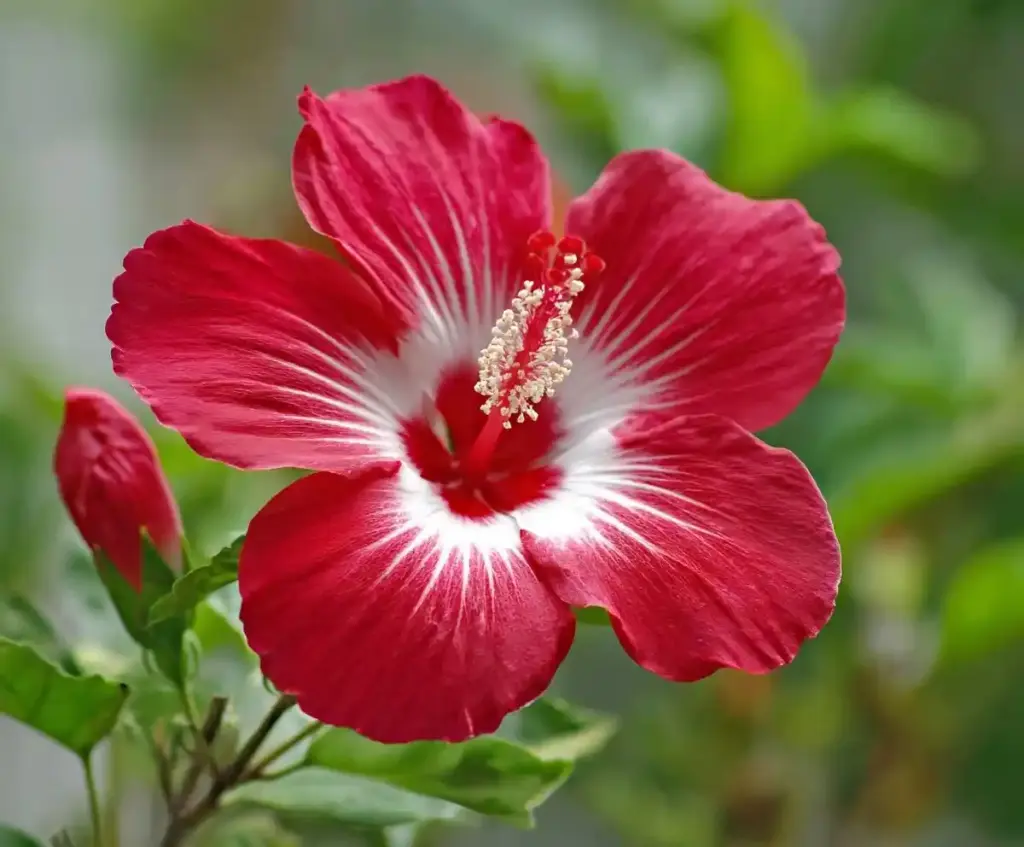 Hibiscus Flowers
