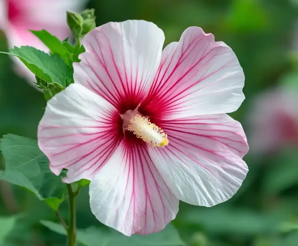 Stunning Types of Hibiscus