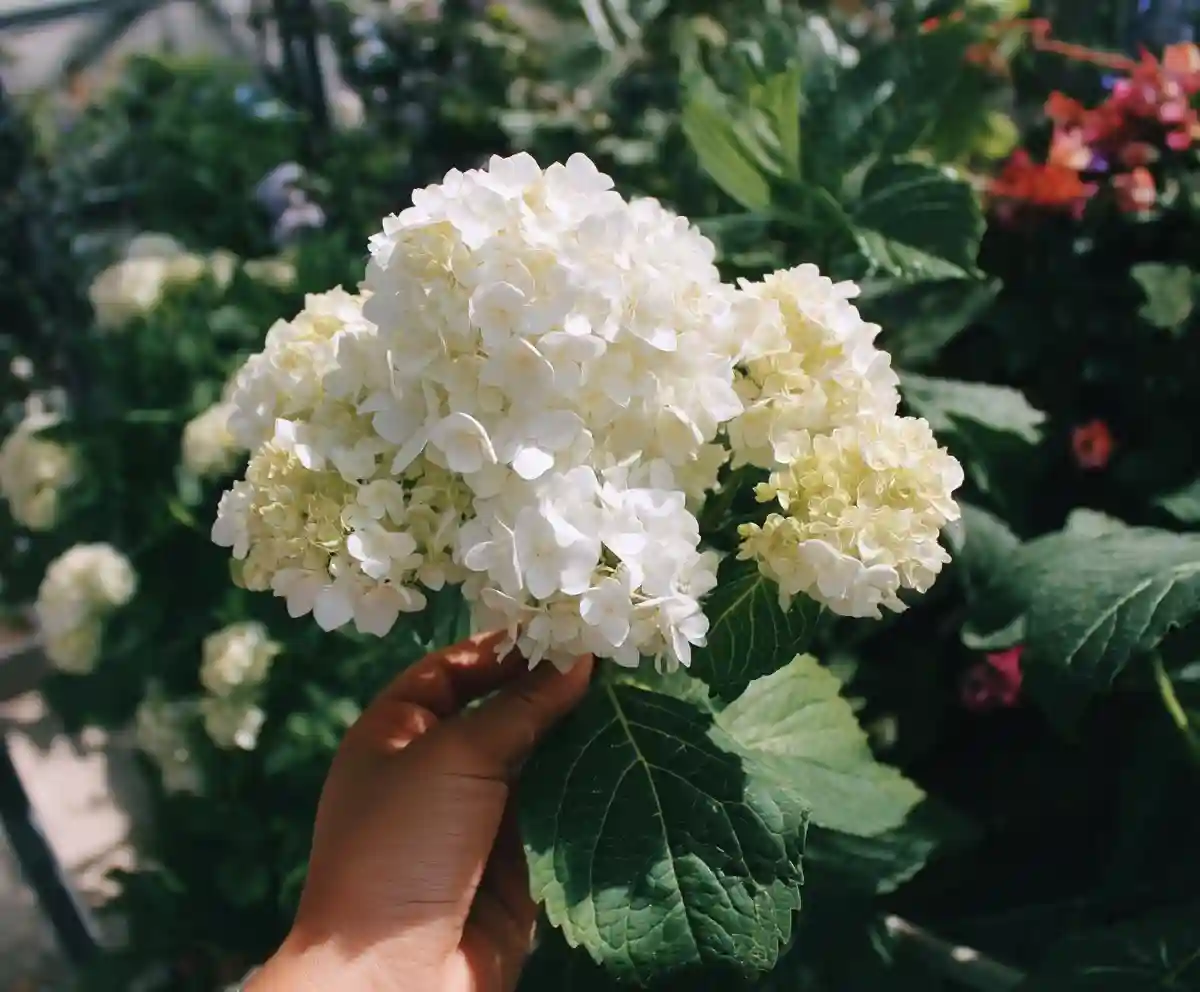 white hydrangea varieties