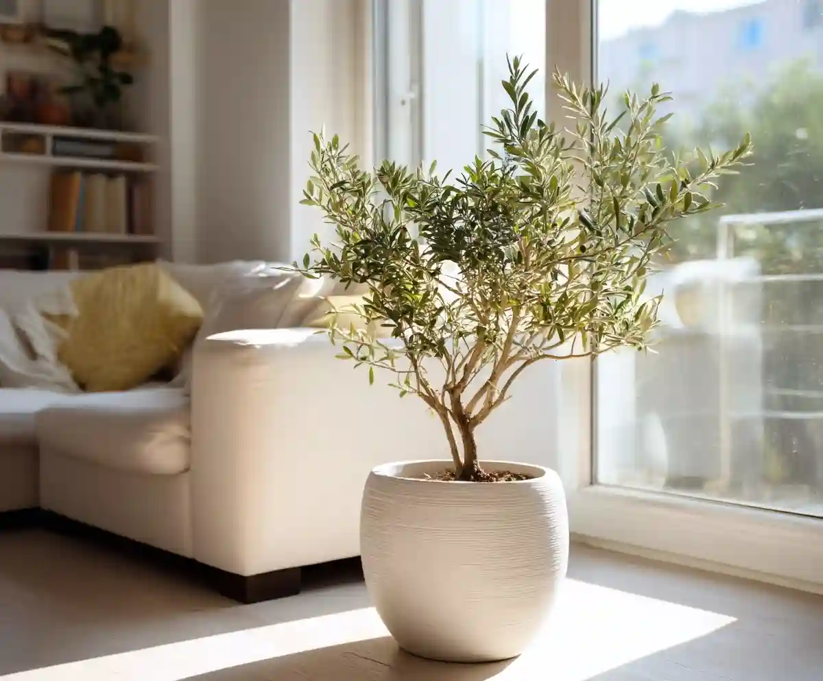 indoor olive tree care