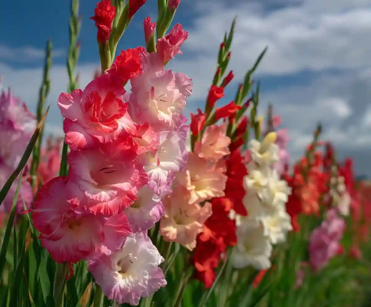 gladiolus growing stages