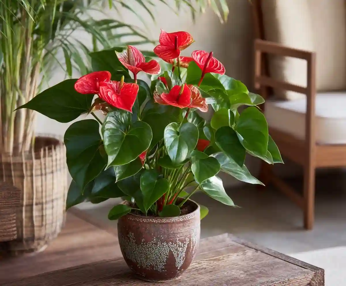 anthurium care