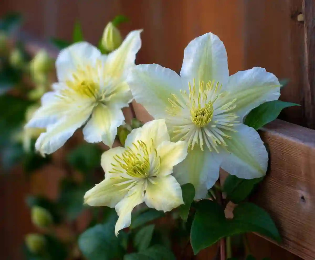 12 Stunning Types of Clematis for Every Garden