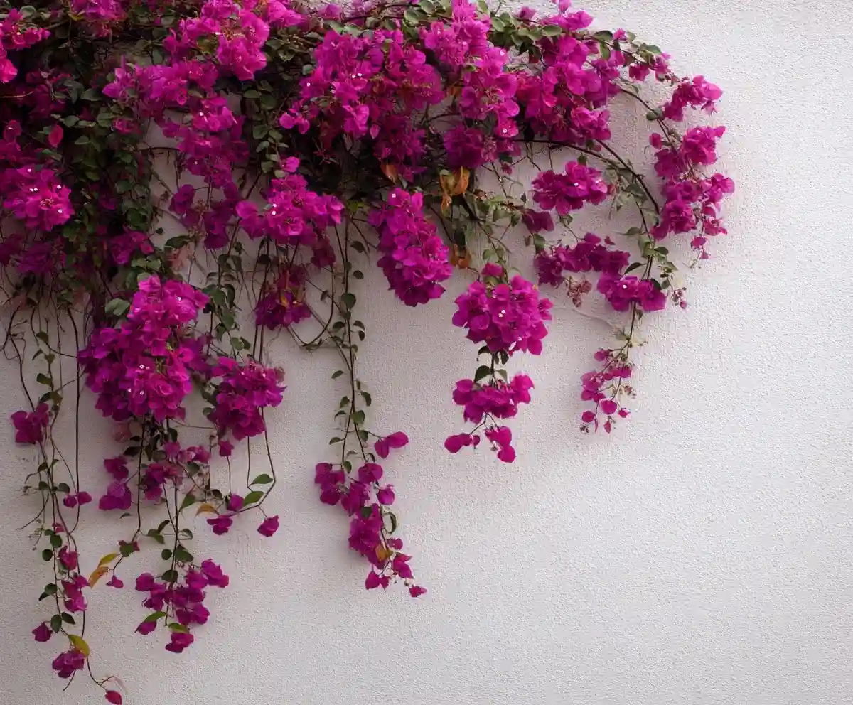15 Drought-Tolerant Plants for a Stunning Summer Garden