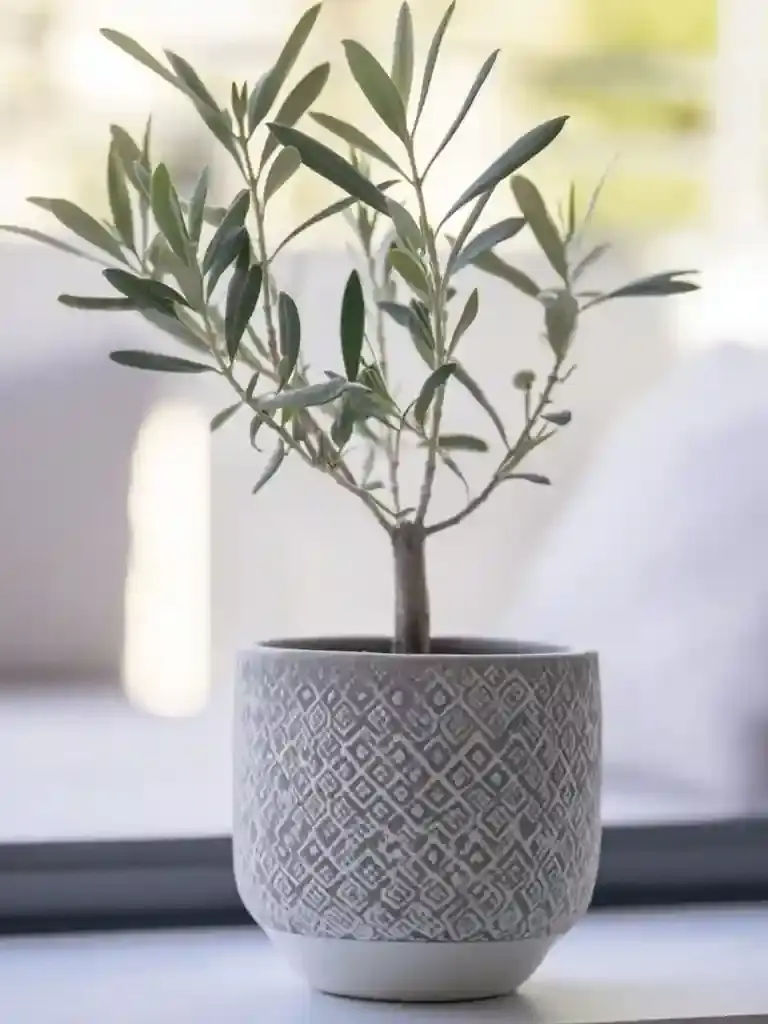 Olive Tree Characteristics