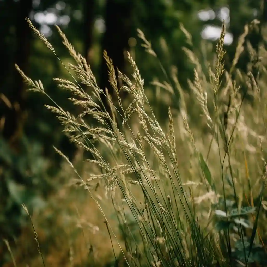 plants to grow under evergreen trees