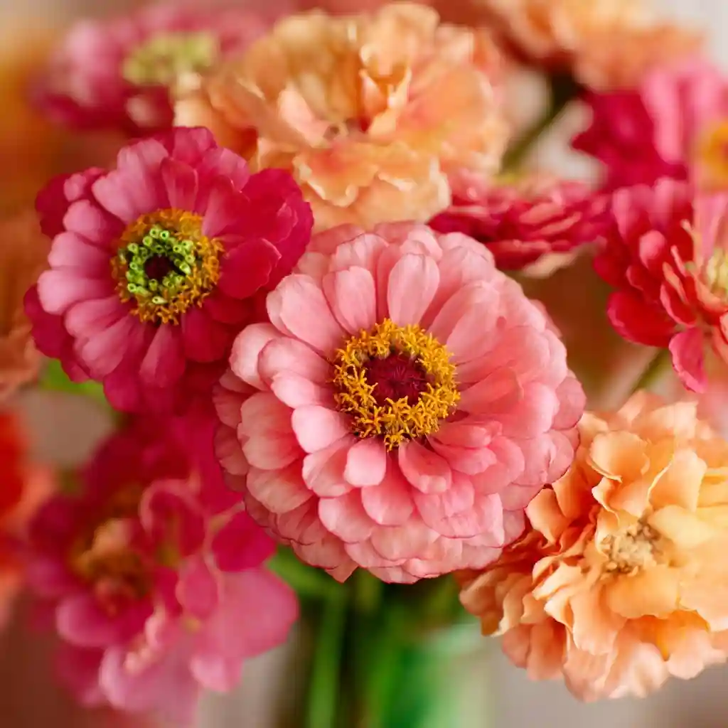Designing with Zinnias: Expert Tips for Lush Floral Arrangements 3 Remove All Foliage