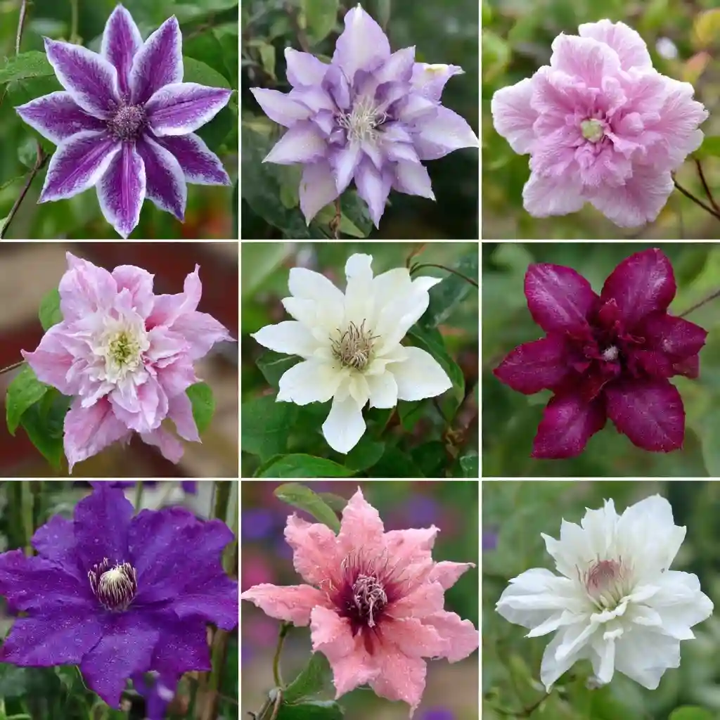 Do Some Research Before Growing Clematis